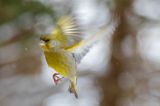 dzwoniec Carduelis chloris