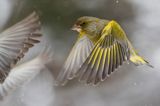 dzwoniec Carduelis chloris