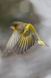 dzwoniec Carduelis chloris