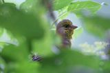 dzwoniec Carduelis chloris