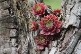 Rojnik, Sempervivum L, Endelave, wyspa, Kattegat, Dania