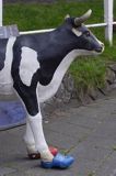 krowa w sabotach w Enkhuizen, Holandia