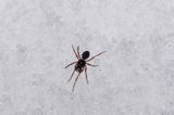 fauna naśnieżna, pająk Plądrownik osobliwy Walckenaeria acuminata