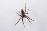 fauna naśnieżna, pająk darownik przedziwny /pająk namiotnik/ Pisaura mirabilis
