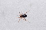 fauna naśnieżna, pająk Plądrownik osobliwy Walckenaeria acuminata samica