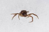 fauna naśnieżna, pająk bokochód Xysticus cristatus