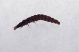 fauna naśnieżna, larwa larwy chrząszcza z rodziny omomiłków Cantharidae) , Cantharis fusca - omomiłek szary