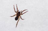 fauna naśnieżna, pająk krzeczek naziemnik Trochosa terricola