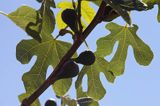 figi, figowiec pospolity, Ficus carica na wyspie Tuno, Kattegat