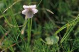 fiołek błotny Viola palustris
