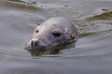 foka szara, Halichoerus grypus, grey seal, Baltic Sea