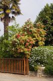 ogród w Fouesnant, Finistere, Bretania, Francja palma sabal palmetto