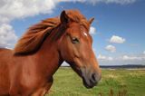 Koń na wyspie Fur, Limfjord, Jutlandia, Dania