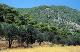 Grecja, Gaj oliwny i las sosnowy Wyspa Angistri