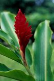 Galant, Alpinia purpurata, Park Narodowy Gwadelupy, Małe Antyle, Karaiby