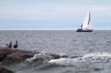 jacht i edredony, wyspa Gashallan, Finlandia, Zatoka Botnicka