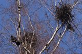 kolonia gawronów, zakładanie gniazd, Corvus frugilegus