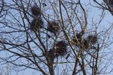 kolonia gawronów, zakładanie gniazd, Corvus frugilegus