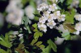 głóg dwuszyjkowy Crataegus oxyacantha