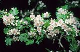 głóg dwuszyjkowy Crataegus oxyacantha