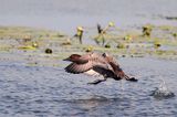 Głowienka, Aythya ferina, samica podrywająca się do lotu, na jeziorze Drużno