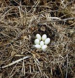 gniazdo z jajami kaczki krzyżówki, Anas platyrhynchos