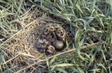 pisklęta i jajo w gnieździe mewy śmieszki, Larus ridibundus
