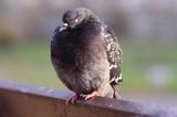 gołąb miejski, gołąb skalny, Columba livia forma urbana feral pigeon, Columba livia forma urbana