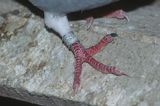 gołąb pocztowy - odmiana gołębia domowego Columba livia) - obrączka na nodze