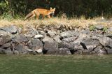 lis, vulpes vulpes nad Gota Alv, kanał Trollhatte, Szwecja