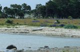 Szwecja, zachodnie wybrzeże wyspy Gotland koło Herrvik, plaża i łódka