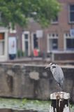 Gouda, Holandia, czapla siwa Ardea cinerea nad kanałem