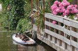 Gouda, Holandia, kaczki krzyżówki Anas platyrhynchos nad kanałem