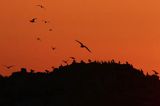 Nurzyki zwyczajne, podbielałe, Uria aalge, i mewy srebrzyste, Larus Argentatus