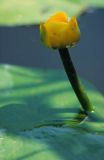 grążel żółty Nuphar lutea