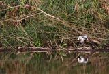 czapla siwa, Ardea cinerea