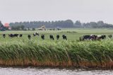 krowy holenderskie na polach wzdłuż kanału, okolice Grootschar, Holandia