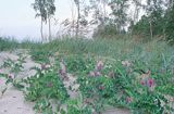 Groszek nadmorski, Lathyrus Maritimus l.) Big.