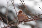 grubodziób Coccothraustes coccothraustes