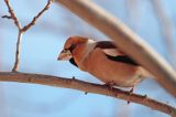 grubodziób Coccothraustes coccothraustes