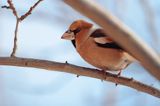 grubodziób Coccothraustes coccothraustes