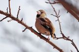 grubodziób Coccothraustes coccothraustes