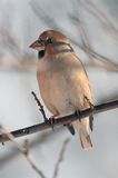 grubodziób Coccothraustes coccothraustes