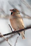 grubodziób Coccothraustes coccothraustes