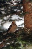 grubodziób Coccothraustes coccothraustes