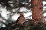 grubodziób Coccothraustes coccothraustes