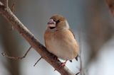 grubodziób Coccothraustes coccothraustes