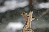 grubodziób Coccothraustes coccothraustes