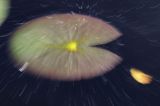 Grzybienie białe, Nymphaea alba, liście