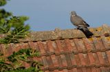 Gołąb grzywacz, grzywacz, Columba palumbus